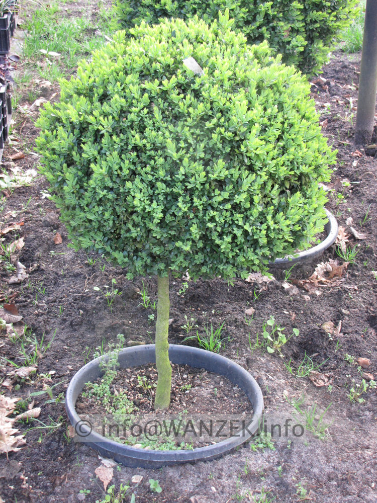 Buxus sempervirens - Halbstamm-Kugel 60cm.JPG